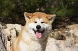 AKITA INU 246